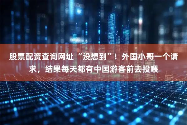 股票配资查询网址 “没想到”！外国小哥一个请求，结果每天都有中国游客前去投喂