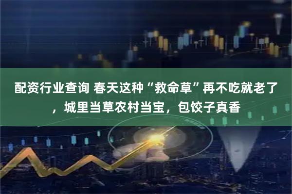 配资行业查询 春天这种“救命草”再不吃就老了，城里当草农村当宝，包饺子真香